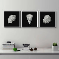 Vintage Cone Shell Print | Black & White Art Print | Shell Art Print - Unframed Wall Art