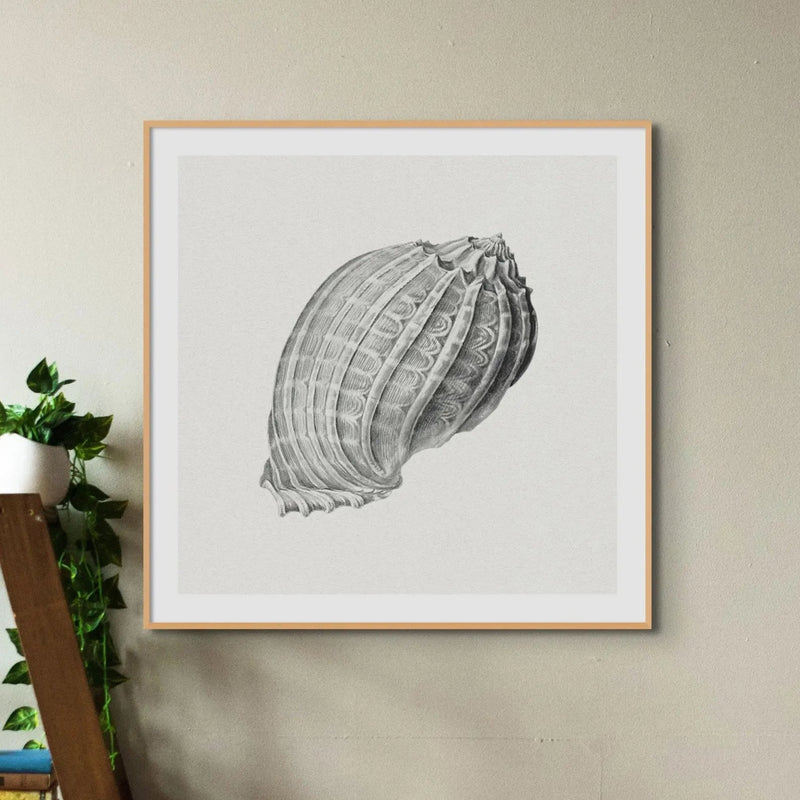 Vintage Harpa Shell Art Print | Shell Wall Print - Framed Art Print