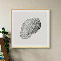 Vintage Harpa Shell Art Print | Shell Wall Print - Framed Art Print