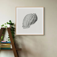 Vintage Harpa Shell Art Print | Shell Wall Print - Framed Art Print