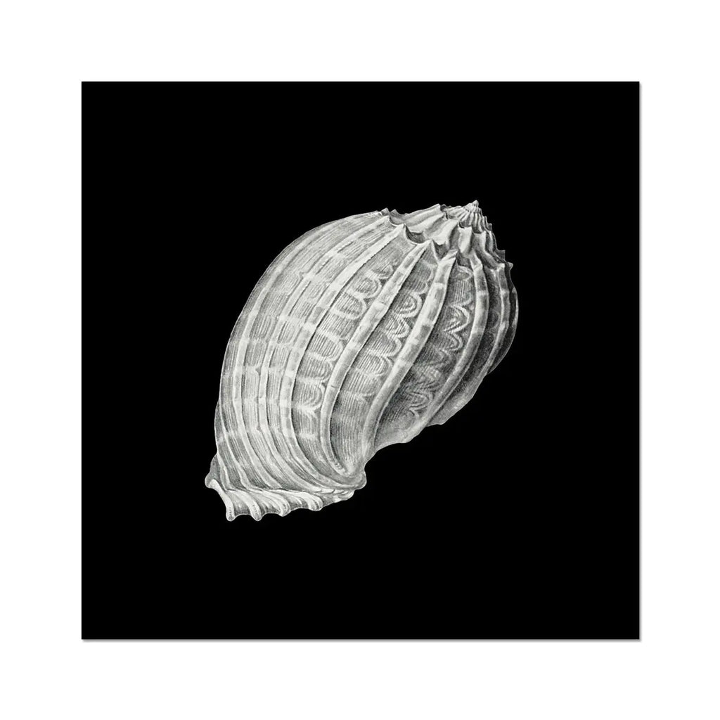 Vintage Cone | & White | Shell Print – Beach House Art