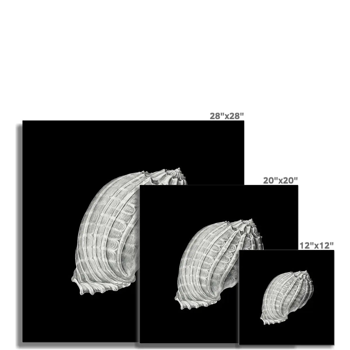 Vintage Harpa Shell Print | Black & White Art | Shell Art Print - Unframed Wall Art