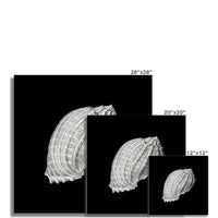 Vintage Harpa Shell Print | Black & White Art | Shell Art Print - Unframed Wall Art