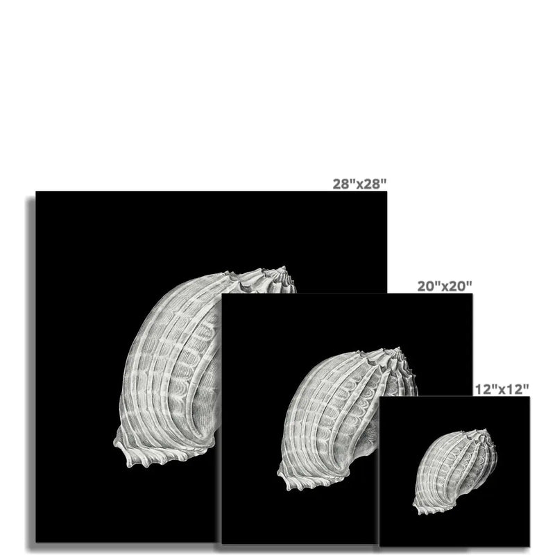 Vintage Harpa Shell Print | Black & White Art | Shell Art Print - Unframed Wall Art