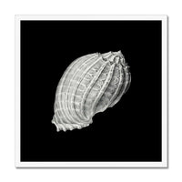 Vintage Harpa Shell Drawing | Black & White Print | Shell Art Print - Framed Wall Art