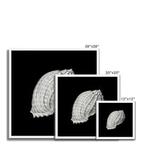 Vintage Harpa Shell Drawing | Black & White Print | Shell Art Print - Framed Wall Art