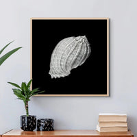 Vintage Harpa Shell Drawing | Black & White Print | Shell Art Print - Framed Wall Art