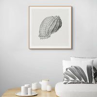 Vintage Harpa Shell Art Print | Shell Art Print - Unframed Wall Art