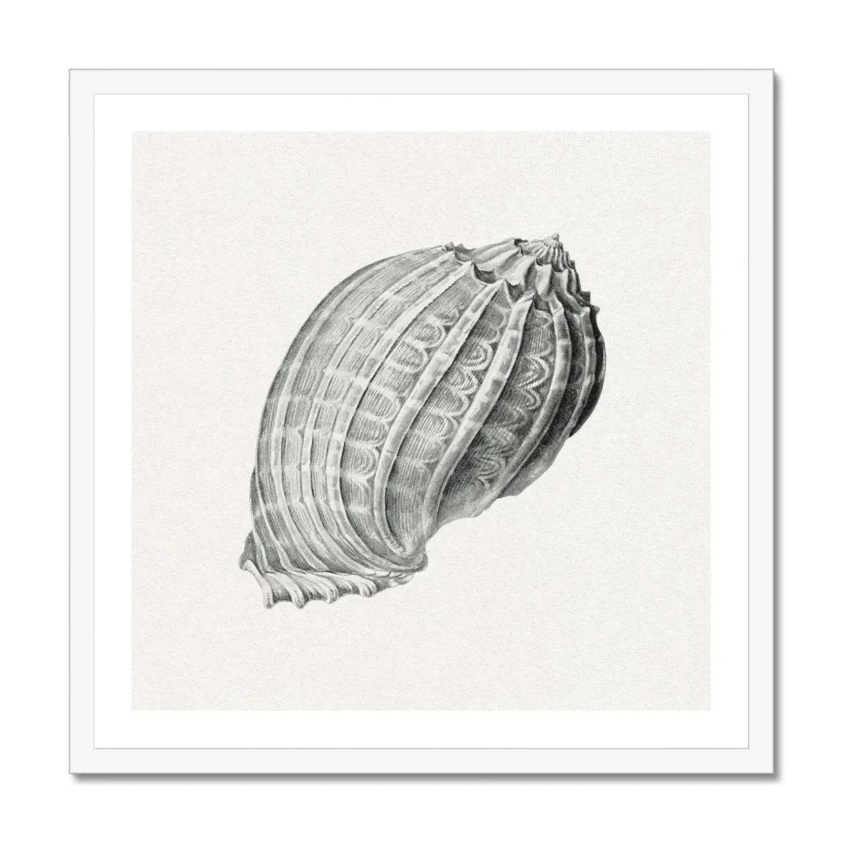 Vintage Harpa Shell Art Print | Shell Wall Print - Framed Art Print