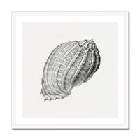 Vintage Harpa Shell Art Print | Shell Wall Print - Framed Art Print