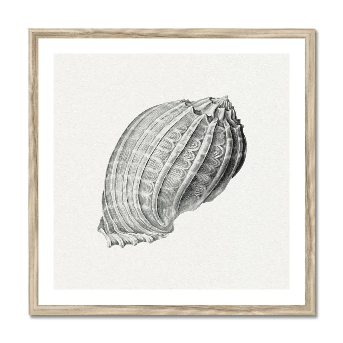 Vintage Harpa Shell Art Print | Shell Wall Print - Framed Art Print