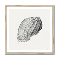 Vintage Harpa Shell Art Print | Shell Wall Print - Framed Art Print