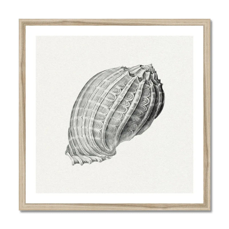 Vintage Harpa Shell Art Print | Shell Wall Print - Framed Art Print