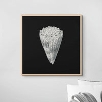 Vintage Imperial Cone Shell | Black & White | Shell Wall Art Print - Framed Wall Art 