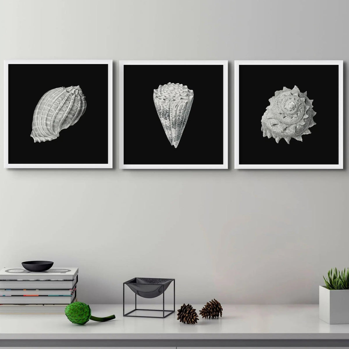 Vintage Imperial Cone Shell | Black & White | Shell Wall Art Print - Framed Wall Art 