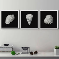 Vintage Imperial Cone Shell | Black & White | Shell Wall Art Print - Framed Wall Art 