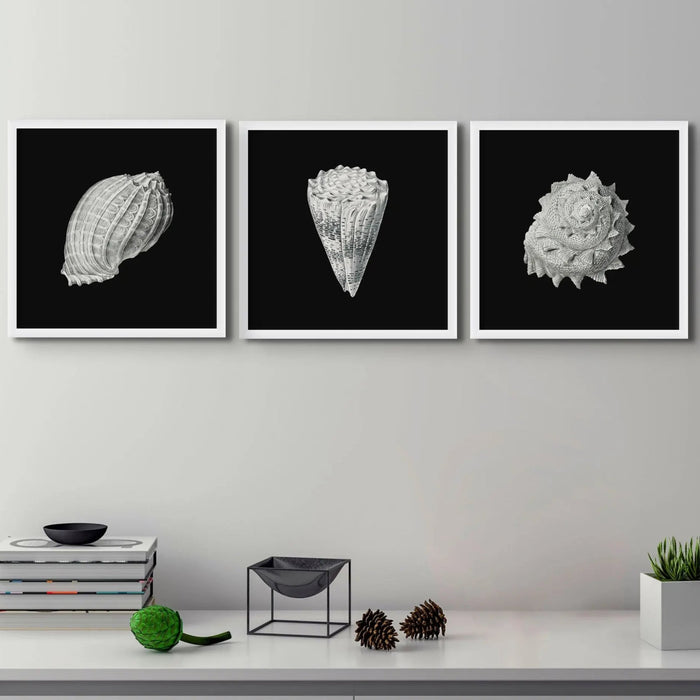 Vintage Imperial Cone Shell | Black & White | Shell Wall Art Print - Framed Wall Art 