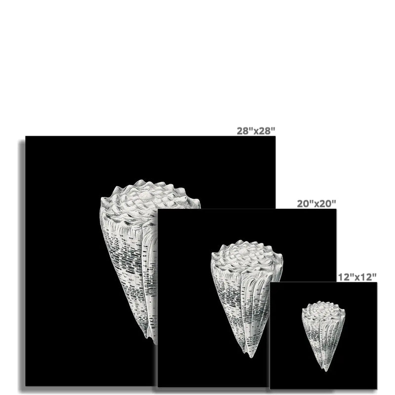 Vintage Cone Shell Print | Black & White Art Print | Shell Art Print - Unframed Wall Art