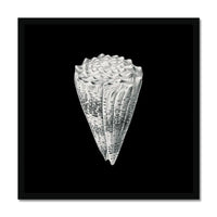 Vintage Imperial Cone Shell | Black & White | Shell Wall Art Print - Framed Wall Art 
