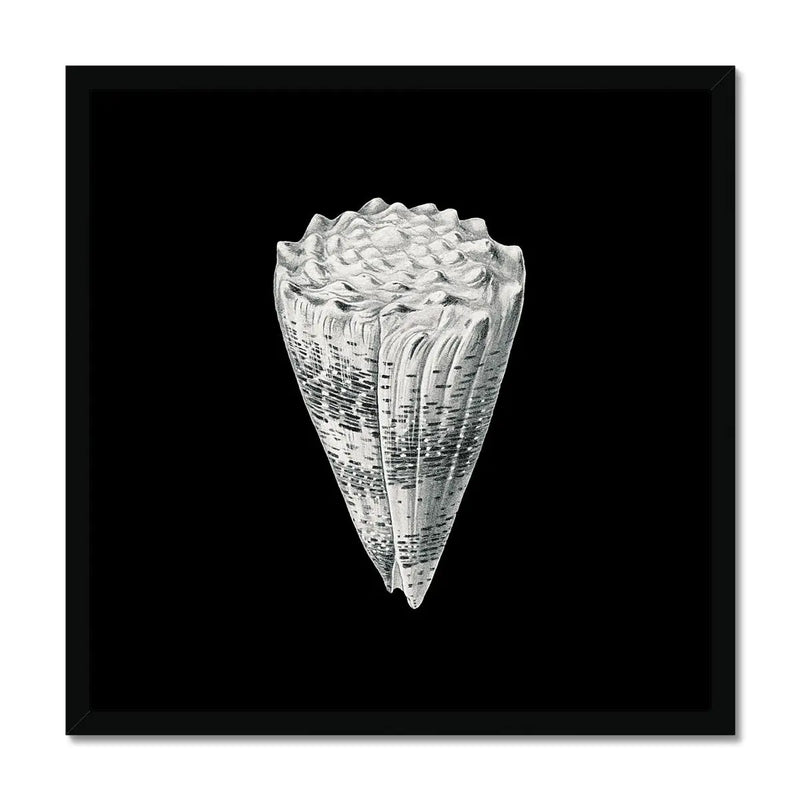 Vintage Imperial Cone Shell | Black & White | Shell Wall Art Print - Framed Wall Art 