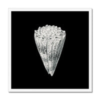 Vintage Imperial Cone Shell | Black & White | Shell Wall Art Print - Framed Wall Art 