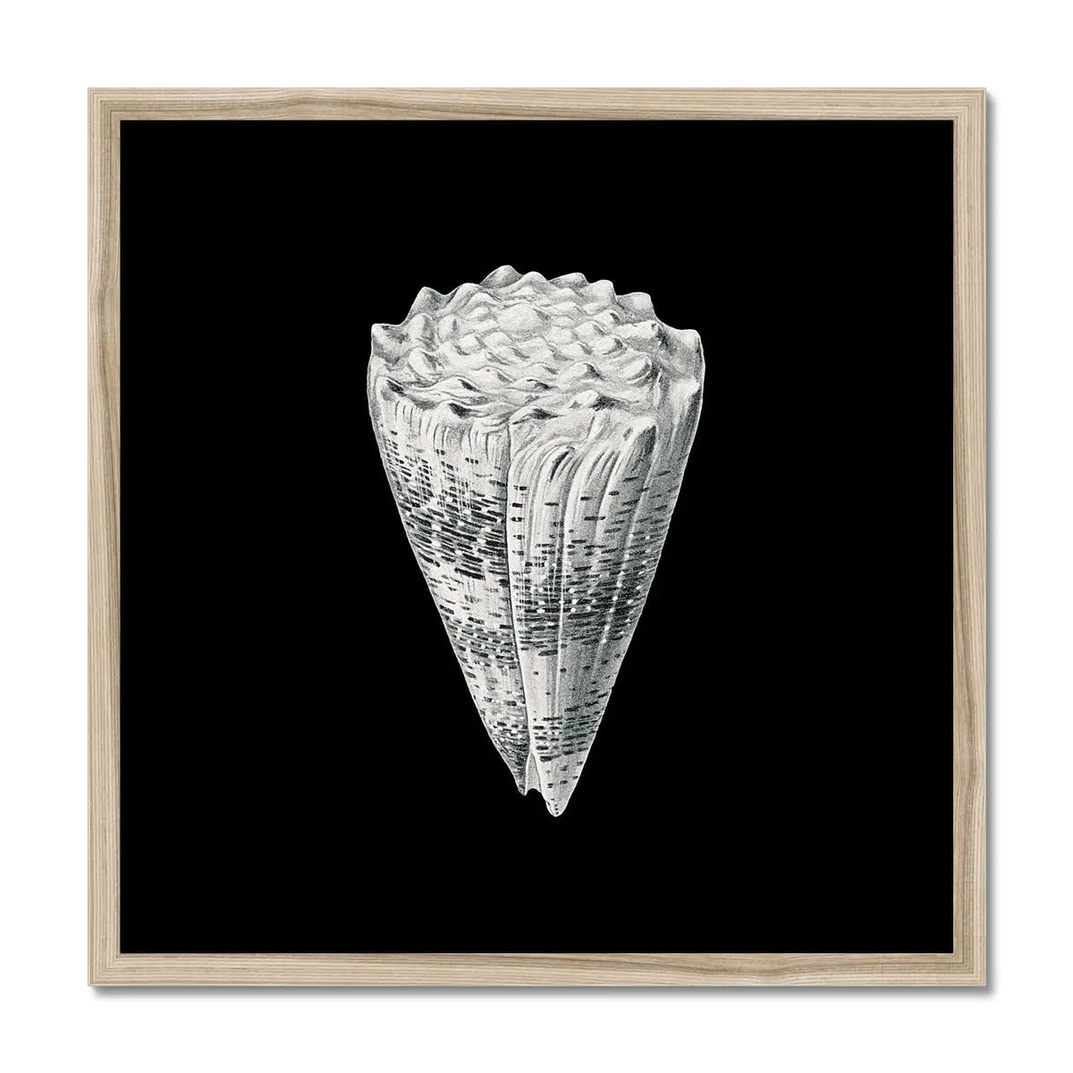 Vintage Imperial Cone Shell | Black & White | Shell Wall Art Print - Framed Wall Art 