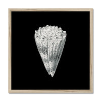 Vintage Imperial Cone Shell | Black & White | Shell Wall Art Print - Framed Wall Art 