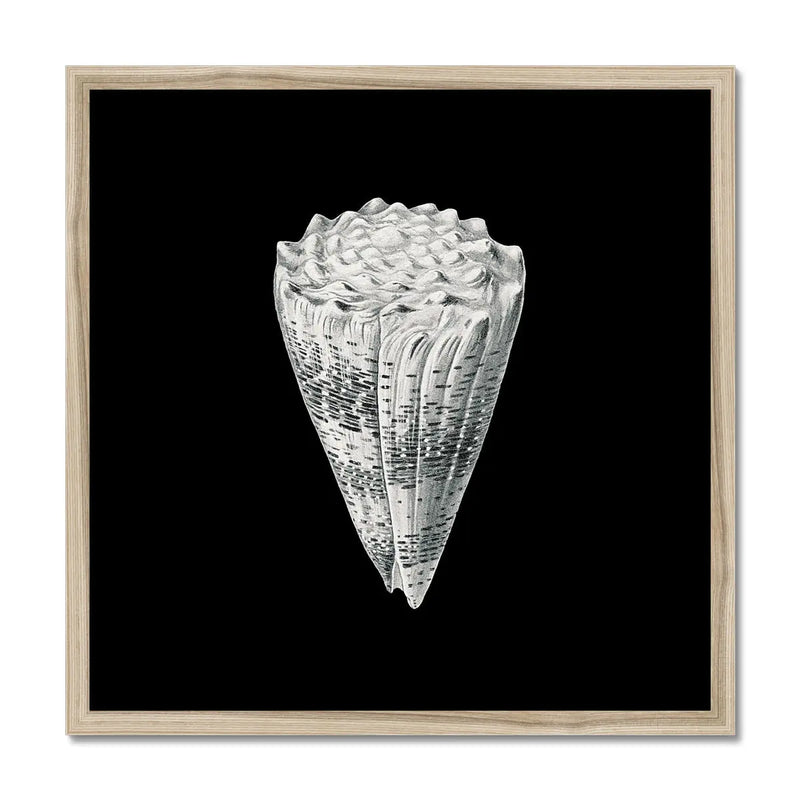 Vintage Imperial Cone Shell | Black & White | Shell Wall Art Print - Framed Wall Art 