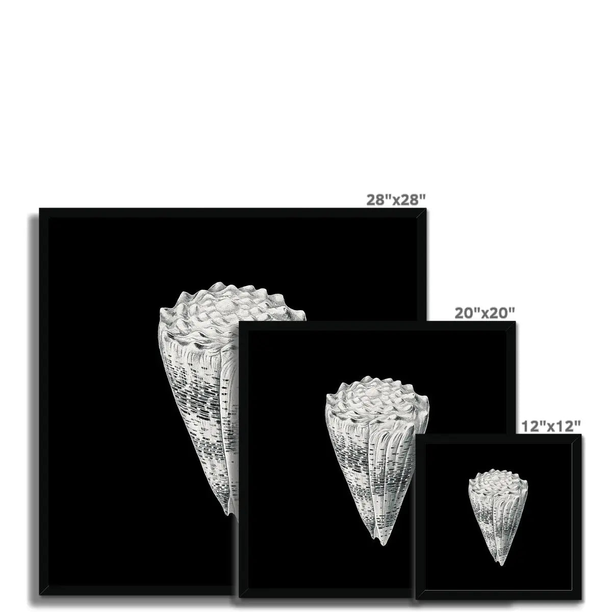 Vintage Imperial Cone Shell | Black & White | Shell Wall Art Print - Framed Wall Art 