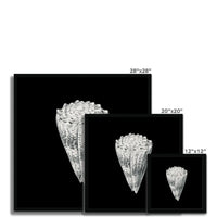 Vintage Imperial Cone Shell | Black & White | Shell Wall Art Print - Framed Wall Art 
