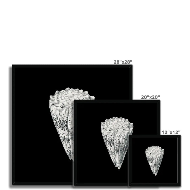 Vintage Imperial Cone Shell | Black & White | Shell Wall Art Print - Framed Wall Art 