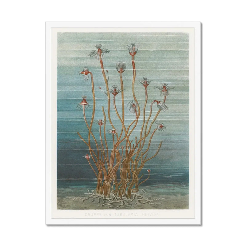Vintage Marine Botanical - Framed Print Wall Art 45.00 Beach House Art