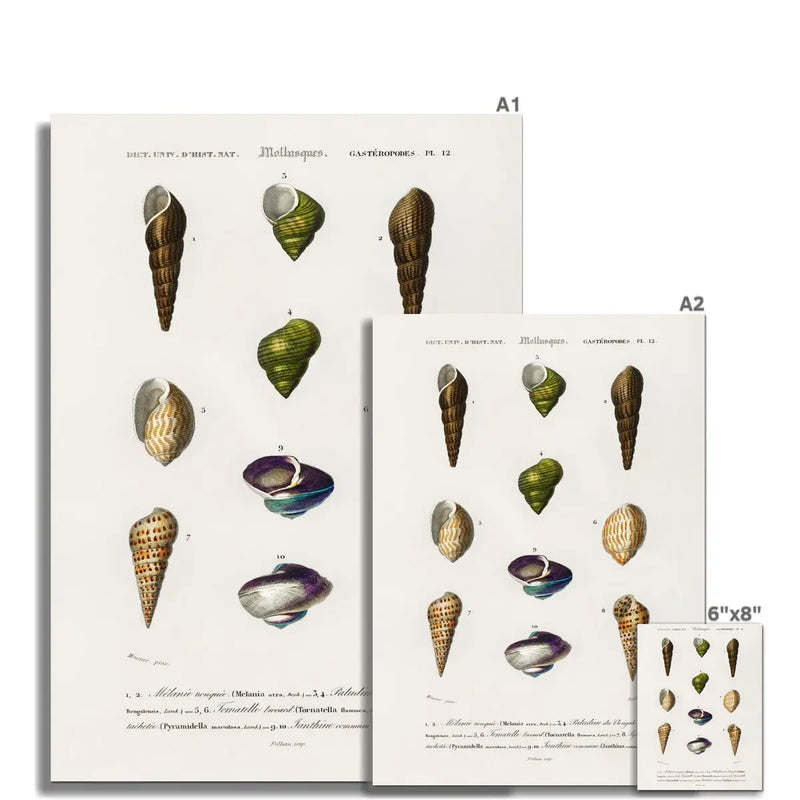 Vintage Molluscs Plate 12 | Vintage Shell Art Print - Unframed Wall Art
