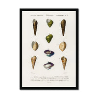 Vintage Molluscs Plate 12 | Vintage Shell Art Print - Framed Wall Art