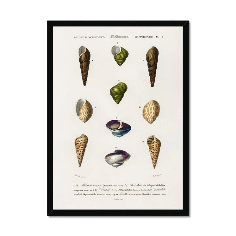 Vintage Molluscs Plate 12 | Vintage Shell Art Print - Framed Wall Art