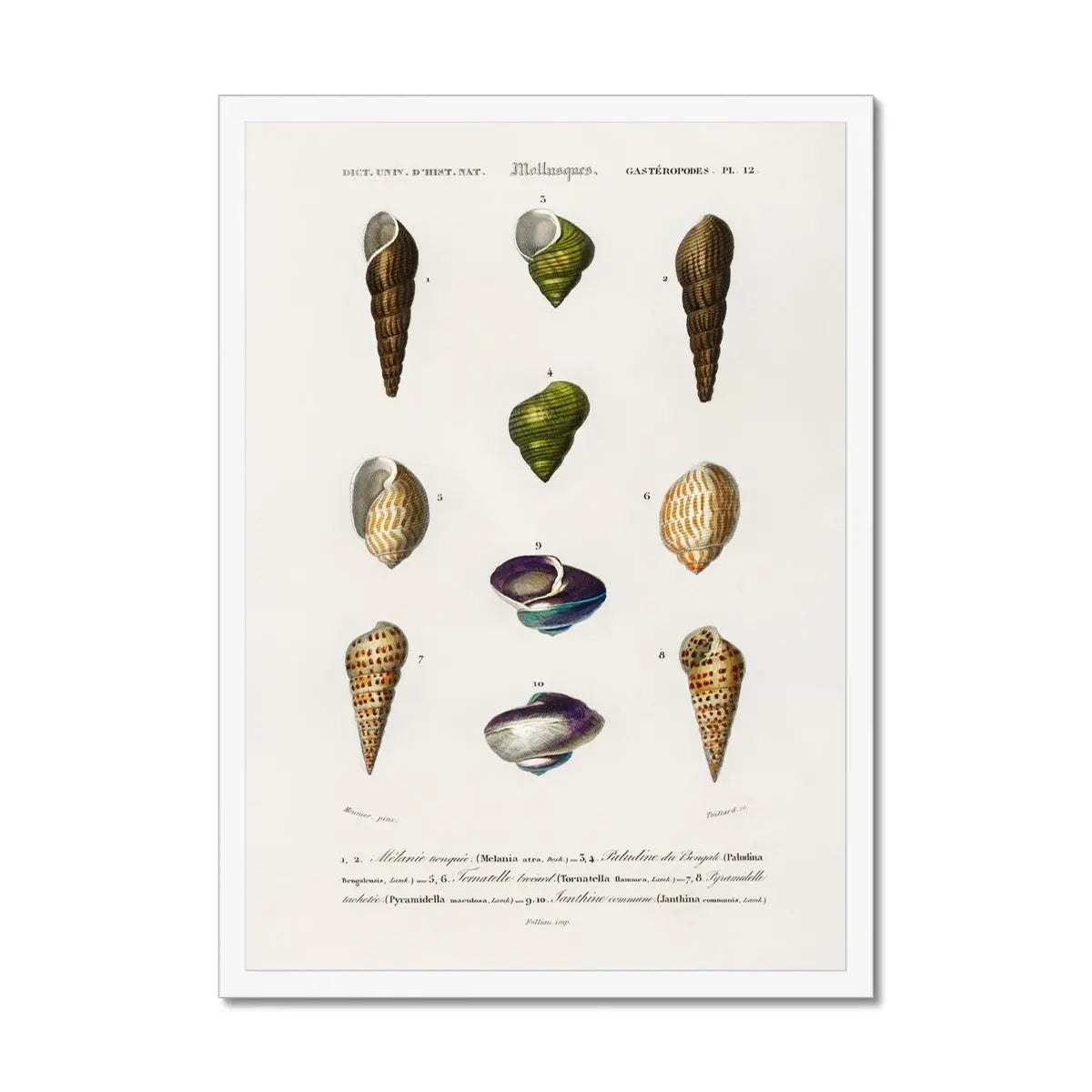 Vintage Molluscs Plate 12 | Vintage Shell Art Print - Framed Wall Art