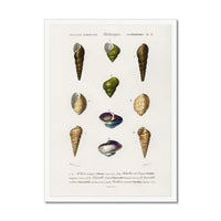 Vintage Molluscs Plate 12 | Vintage Shell Art Print - Framed Wall Art