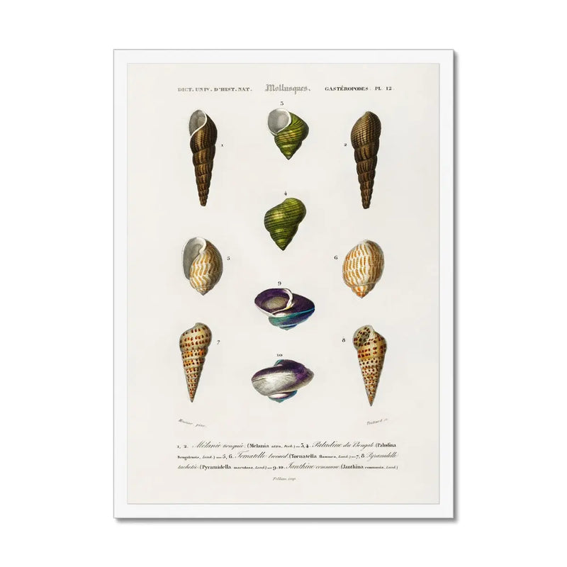 Vintage Molluscs Plate 12 | Vintage Shell Art Print - Framed Wall Art
