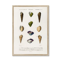 Vintage Molluscs Plate 12 | Vintage Shell Art Print - Framed Wall Art
