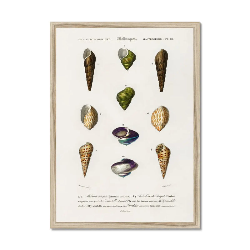 Vintage Molluscs Plate 12 | Vintage Shell Art Print - Framed Wall Art