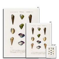 Vintage Molluscs Plate 12 | Vintage Shell Art Print - Framed Wall Art
