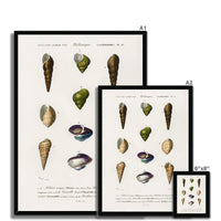 Vintage Molluscs Plate 12 | Vintage Shell Art Print - Framed Wall Art