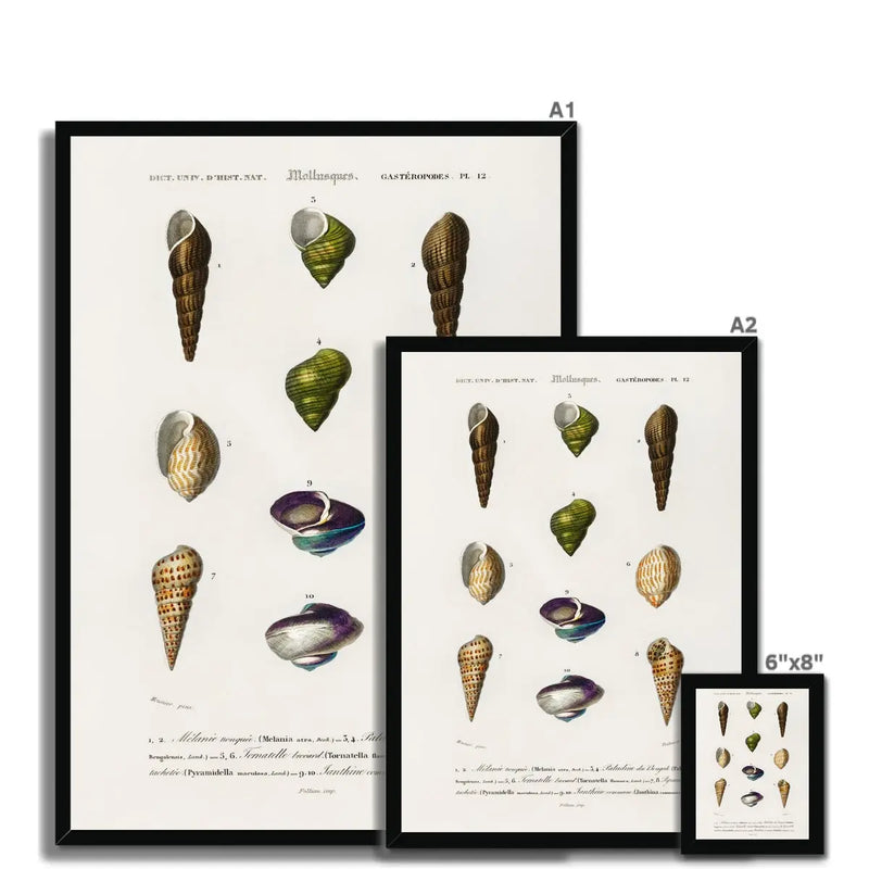 Vintage Molluscs Plate 12 | Vintage Shell Art Print - Framed Wall Art