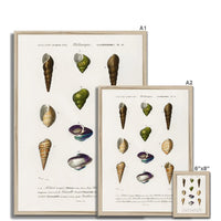 Vintage Molluscs Plate 12 | Vintage Shell Art Print - Framed Wall Art