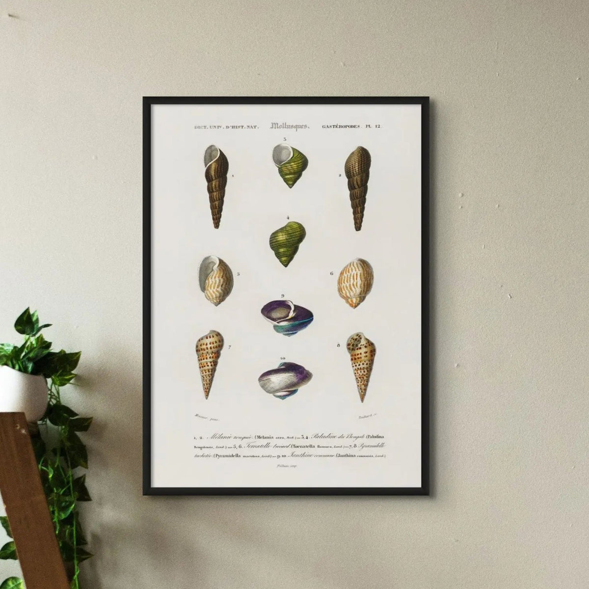 Vintage Molluscs Plate 12 | Vintage Shell Art Print - Framed Wall Art
