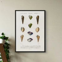 Vintage Molluscs Plate 12 | Vintage Shell Art Print - Framed Wall Art