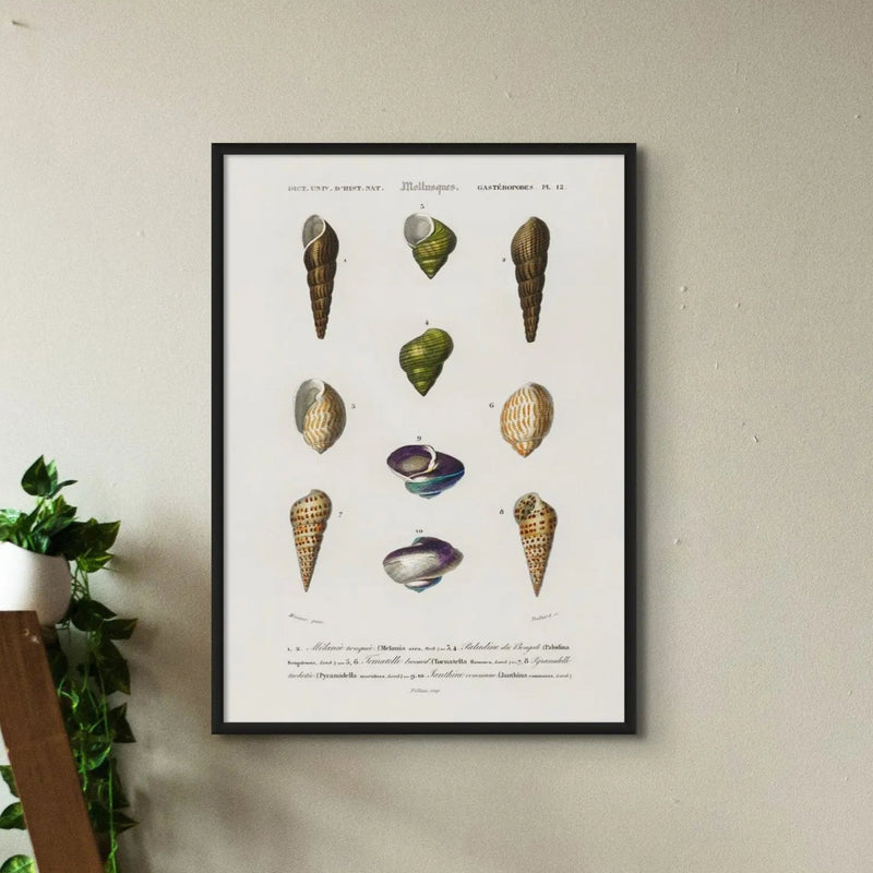 Vintage Molluscs Plate 12 | Vintage Shell Art Print - Framed Wall Art