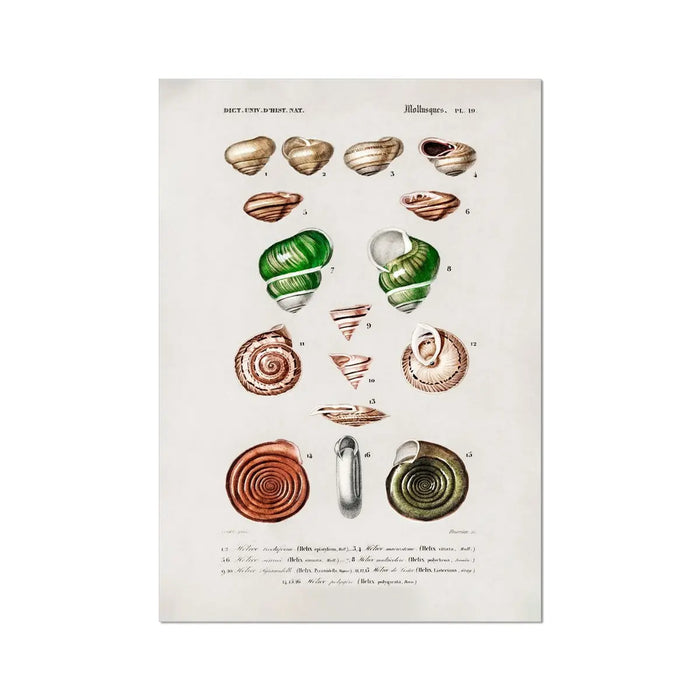 Vintage Molluscs Plate 19 | Vintage Shell Art Print - Unframed Wall Art