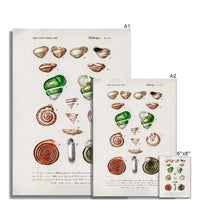 Vintage Molluscs Plate 19 | Vintage Shell Art Print - Unframed Wall Art