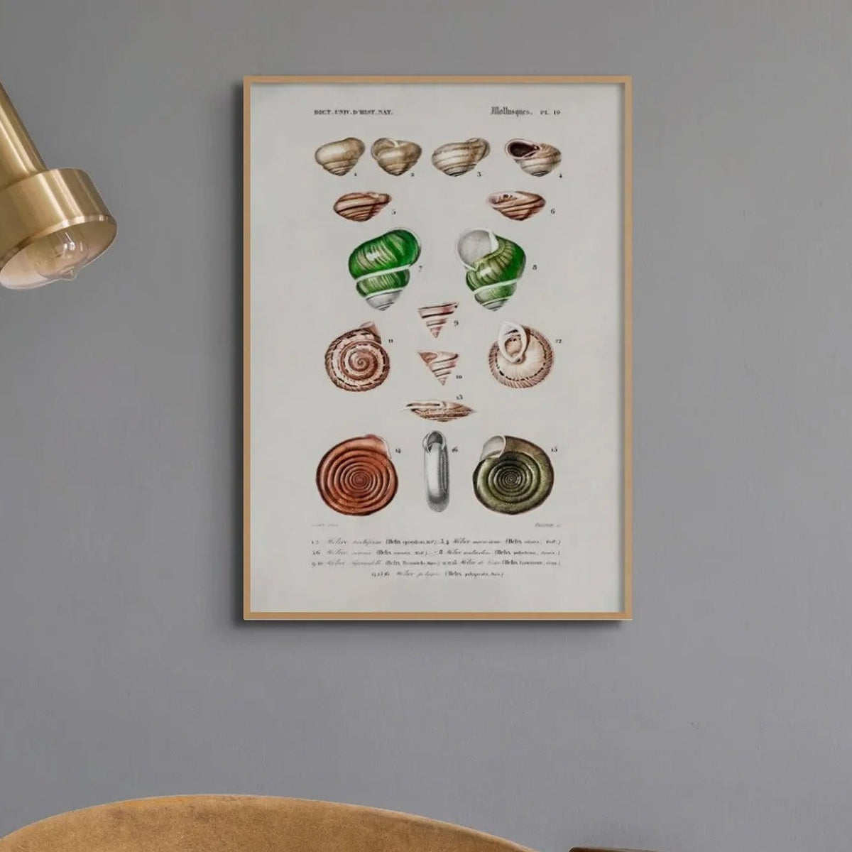 Vintage Molluscs Plate 19 | Vintage Shell Art Print - Unframed Wall Art